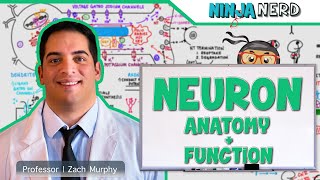 Neurology  Neuron Anatomy amp Function [upl. by Uzziel]