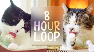 🎧 ASMR Cats Grooming 87 8 hour loop [upl. by Ahsiad]