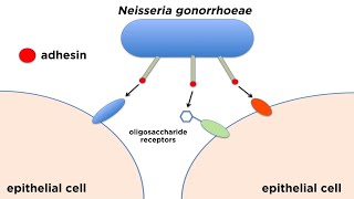 Bacterial Pathogenesis How Bacteria Cause Damage [upl. by Rizika]