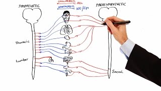 Pharmacology  AUTONOMIC NERVOUS SYSTEM MADE EASY [upl. by Yurt]