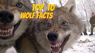 TOP 10 WOLF FACTS  EVERYTHING YOU EVER WANTED TO KNOW ABOUT WOLVES [upl. by Strong]