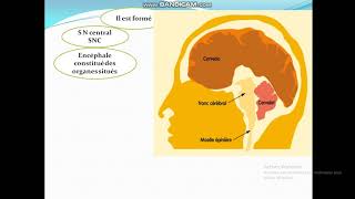 Cours de Toxicologie  Cours5 Organes cibles des toxiques [upl. by Lundquist656]