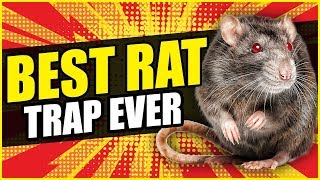 THE BEST RAT TRAP EVER  Dunk The Rat Trap Review [upl. by Ayiram390]