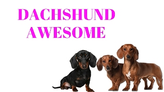 DACHSHUNDS Are Awesome DACHSHUNDS Life CompilationBREED [upl. by Mirna]