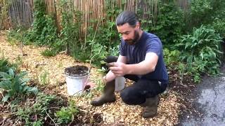 Hardy Kiwi  Easy Propagation Technique [upl. by Nooj]