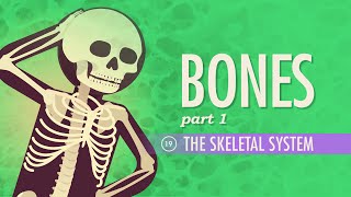 The Skeletal System Crash Course Anatomy amp Physiology 19 [upl. by Cindy911]