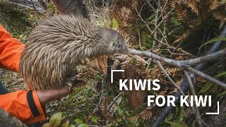 Kiwis for Kiwi [upl. by Roselba]