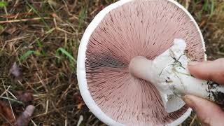 Identifying edible mushrooms  Agaricus arvensis Horse mushroom [upl. by Gan]