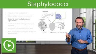 Staphylococci – Microbiology  Lecturio [upl. by Acirt96]