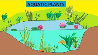 CBSE Class 4 Science Aquatic Plants [upl. by Jami499]