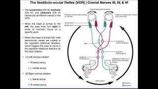 Vestibuloocular Reflex VOR  Structure amp Physiology [upl. by Yadroc]