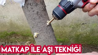 Matkap İle Aşı Nasıl Yapılır Grafting tree with drill [upl. by Cleveland23]