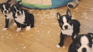 Boston Terrier Puppies  Week 6 [upl. by Hightower]