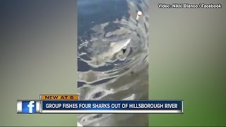 Tampa residents shocked to find bull sharks in Hillsborough River [upl. by Emie383]