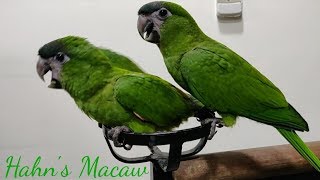 Hahns Macaw at Salmans Exotic Pet Store [upl. by Coralie]