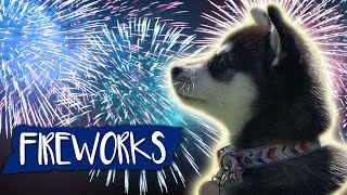 Fireworks Noise Desensitization For Dogs [upl. by Adam]