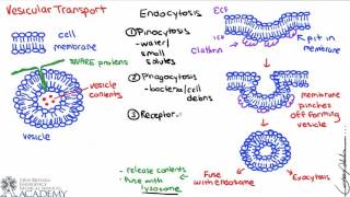 Vesicular Transport [upl. by Aenad]