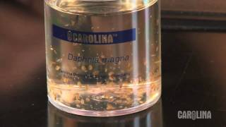 How to Care for Daphnia [upl. by Halli]