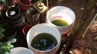 How to grow Green Water Algae [upl. by Cinamod560]