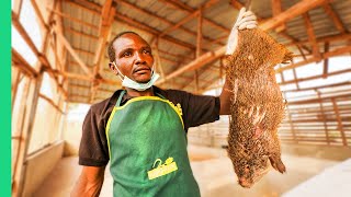 Nigeria’s Bushmeat Farms Eating Giant Rat with Miss Nigeria [upl. by Nnylarej]