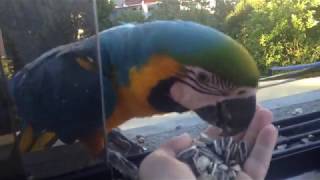 Hand feeding wild macaws [upl. by Ienttirb]