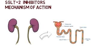 SGLT2 Inhibitors  Mechanism of Action [upl. by Kcirdaed]