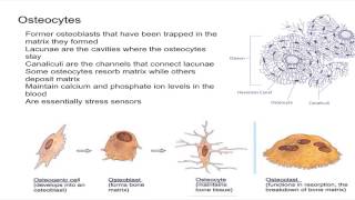 Osteocytes [upl. by Iliam]