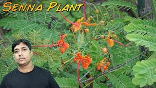 Incredible Benefits and Uses Of Senna Plant [upl. by Noirrad]