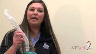 VETgirl Veterinary Ce Veterinary Anesthesia Review Part 2 [upl. by Zetniuq]