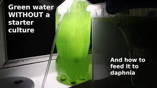 Green Water WITHOUT a Starter Culture  From Scratch  How To [upl. by Hgeilhsa]