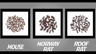 How to Identify Mice and Rats  TOMCAT  Scotts MiracleGro Canada [upl. by Nanor]