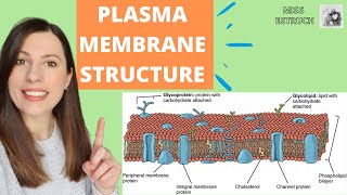 PLASMA MEMBRANE structure and function Phospholipid bilayer for Alevel Biology Fluidmosaic model [upl. by Eemak]