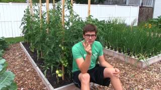 3 Simple Steps to Blight Free Tomatoes All Season [upl. by Torrance]