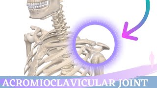 Acromioclavicular Joint Movement  Shoulder Anatomy amp Kinesiology [upl. by Quintie]