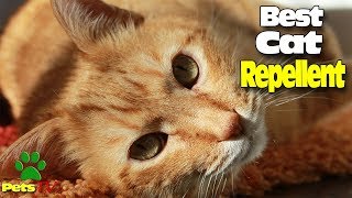 HOW TO MAKE A HOME CAT REPELLENT [upl. by Aluor643]