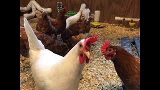 Leghorn Chickens Everything You Need to Know About the Breed 🐓🥰 [upl. by Anyah]