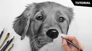 How to Draw a Realistic Dog  Tutorial for BEGINNERS [upl. by Kcyrred]