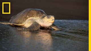 Over 100000 Sea Turtles Nest at the Same Time How  National Geographic [upl. by Duwad735]