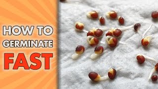 How To Germinate Seeds FAST  Paper Towel Seed GERMINATION Method [upl. by Arihay]