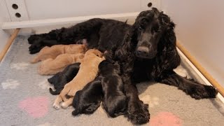 Cute Cocker Spaniel Puppies  One Hour Old [upl. by Nishom]