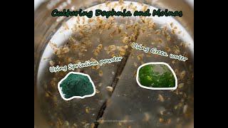 How To Culture Daphnia and Moinas using Green Water Spirulina powder [upl. by Nnaylloh269]