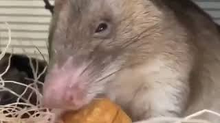 African giant pouched rat eats walnut [upl. by Nylkoorb526]