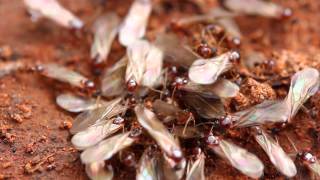 Termites Signs and prevention tips [upl. by Rockafellow]