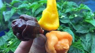 Saving Seeds How to Save Pepper Seeds [upl. by Llehsim]