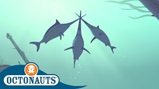 Octonauts  Kwazii Duels the Swordfish  Compilation  Cartoons for Kids [upl. by Sucul876]