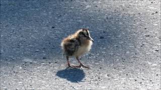 American Woodcock [upl. by Jerol170]