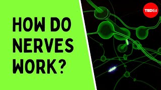 How do nerves work  Elliot Krane [upl. by Gnoz]