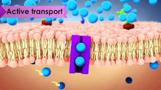 Biology Cell Transport [upl. by Chema77]