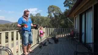 Hand Feeding Wild Australian Parrots [upl. by Hareehahs]