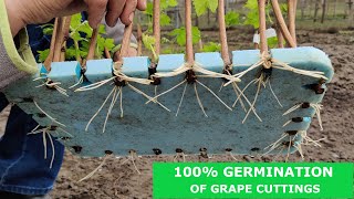 Do You Know How Easy and Simple it is to ROOT Grape Vines CUTTINGS [upl. by Lucky]